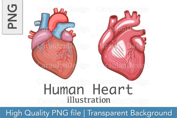 Download Human Heart Illustration, Heart PNG - Png Collection